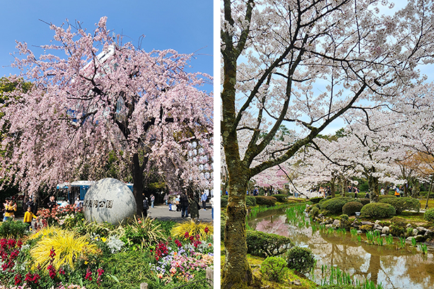 Cherry blossom trees in Japan